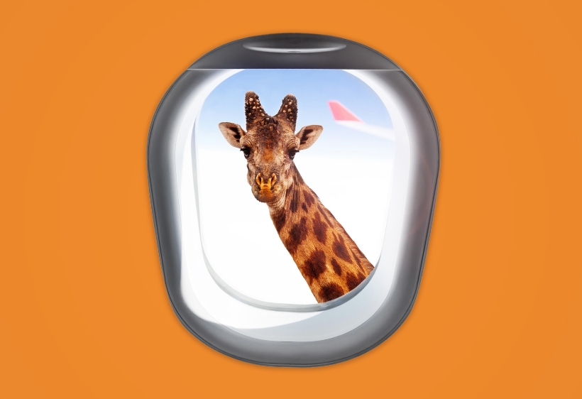 giraffa-arancio-APPeSOFTWARE